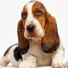 Basset Heating, Plumbing, Electrical